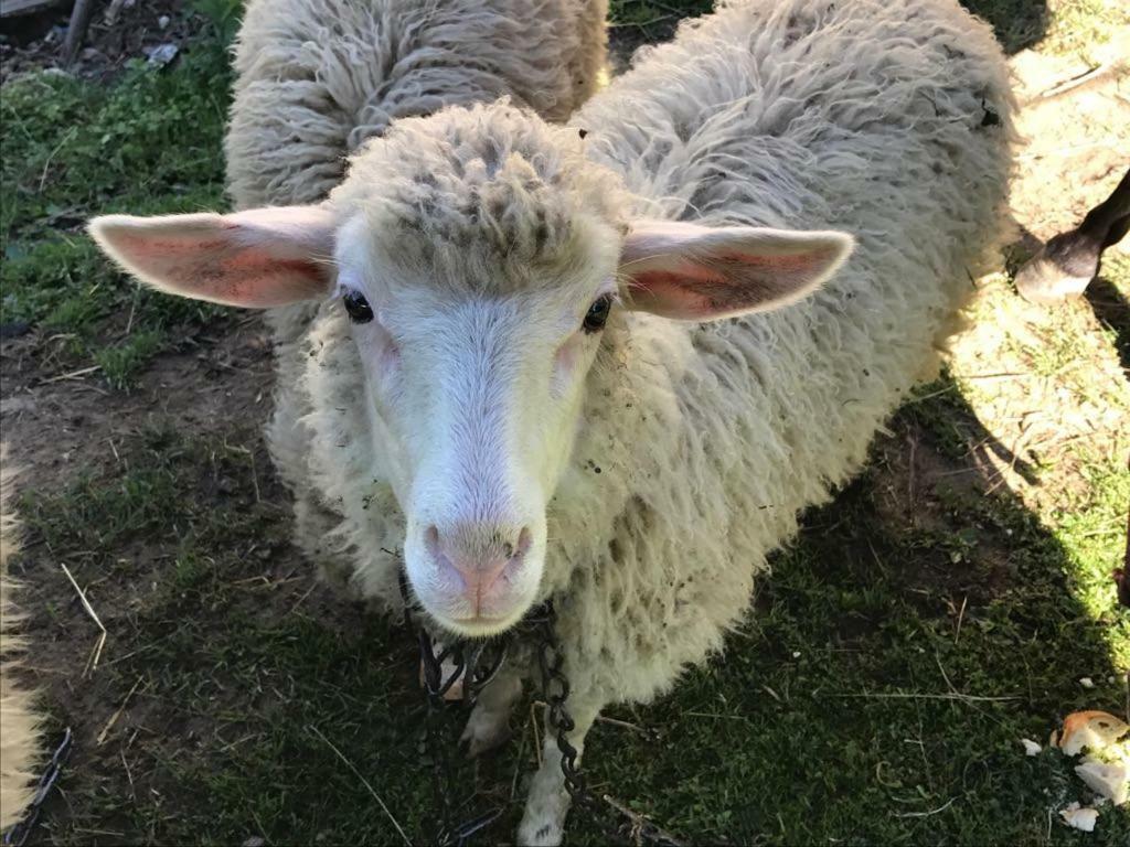 Malinowy Domek Mlynczyska Dış mekan fotoğraf