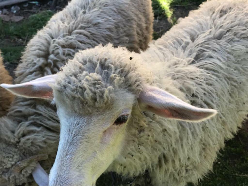Malinowy Domek Mlynczyska Dış mekan fotoğraf