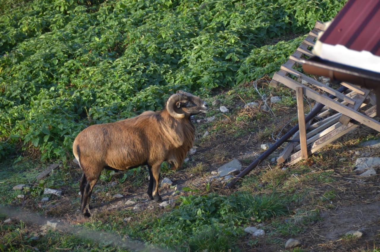 Malinowy Domek Mlynczyska Dış mekan fotoğraf